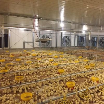 Verzinkte Bleche Viehzucht Bauernhof Stahlkonstruktion Züchter Hühnerhäuser