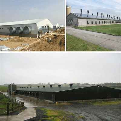 SGS Viehzuchthof Haus Fertigwerk Automatisches Stahlrahmen Hühnerstall