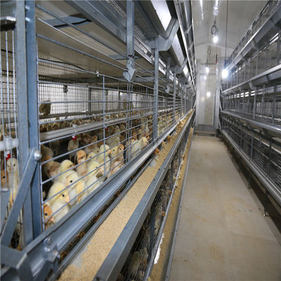 H Rahmenkäfig-Design Automatisches Fütterungssystem für Broiler für fortgeschrittene Farmen
