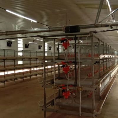 Automatisches Fütterungssystem für Broiler Die ideale Lösung für Geflügelfarmen