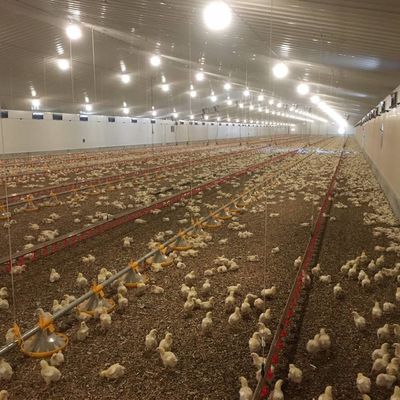 Langlebiges Fleisch-Hühnchen-Bodensystem mit Korrosionsbeständigkeit / Kunststoffmaterialien