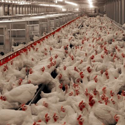 Langlebiges Fleisch-Hühnchen-Bodensystem mit Korrosionsbeständigkeit / Kunststoffmaterialien