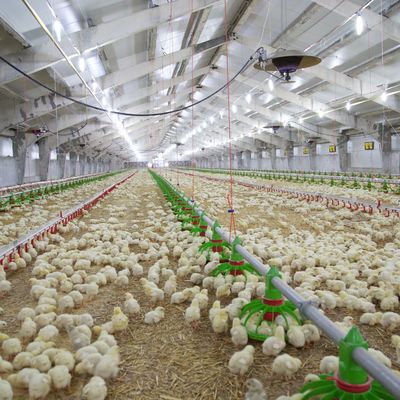 Billig Bau Stahlkonstruktion Bau Geflügelfarm Hühnerhaus