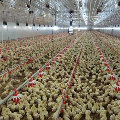 Billig Bau Stahlkonstruktion Bau Geflügelfarm Hühnerhaus