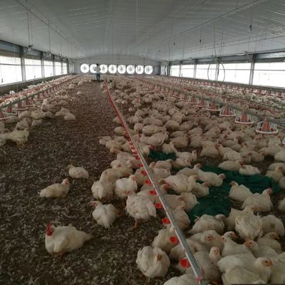 Billig Bau Stahlkonstruktion Bau Geflügelfarm Hühnerhaus