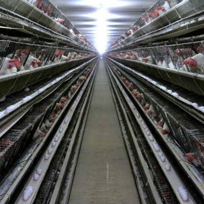 3 Stufen heiß getaucht galvanisierter Hühnerkäfig mit automatischem Futter