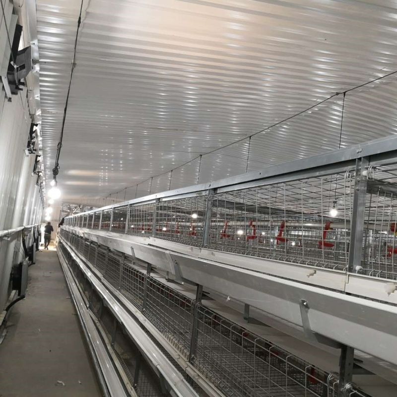 Hühnerkäfigsystem 230M*56M für das Herkunftsland
