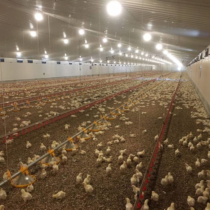 Langlebiges Fleisch-Hühnchen-Bodensystem mit Korrosionsbeständigkeit / Kunststoffmaterialien