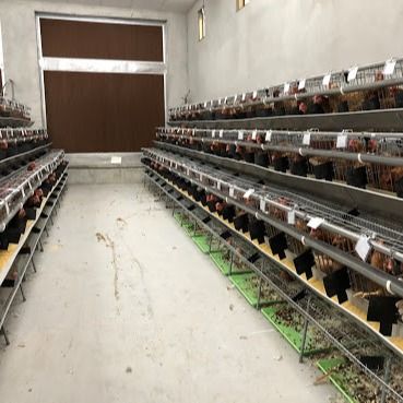 Ein galvanisierter Hühnerkäfig aus Stahl mit automatischem Trink- / Düngerentfernungssystem