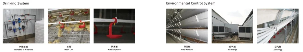 ISO Broiler Hühnerkäfig-System 3